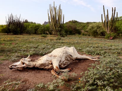 El cadáver de una vaca que murió de hambre por falta de pasto durante la sequía, en el Rancho La Ventana, en La Noria de Cuco, Estado de Sonora (México).
