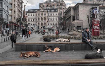 Several dogs rest in a square in the Galata district of Istanbul on February 4, 2022.