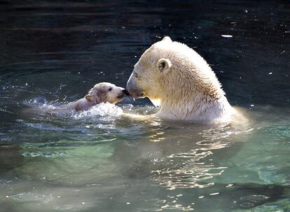 Un oso polar nada con su cachorro en el zoo de Aalborg, en Dinamarca, el 19 de marzo de 2011.