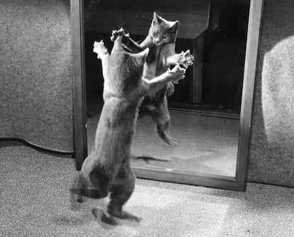 Gatito doméstico de pelo corto, fotografiado en 1949 dentro del proyecto 'Personal work'.