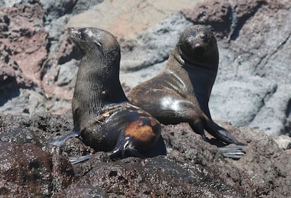 Seals