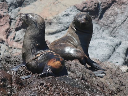 Dos lobos finos, uno de ellos con síntomas de alopecia, en el archipiélago de San Benito, en una fotografía de archivo.