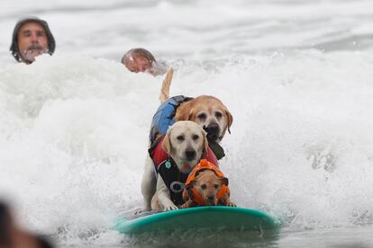 Los caninos se organizan en grupos según su tamaño. La competencia permite exhibiciones de perros en solitario, en tandem con otros perros, y en tándem con sus dueños. En la imagen, Carson, Rippin Rosie y Charlie montan una ola en las costas de California, el 6 de agosto de 2022.