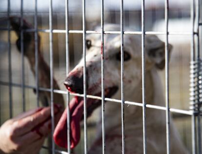 Pasado el momento de pánico, las voluntarias de SOS Rescue evaluaron el estado de 'Alice'. Una cachorra de aproximadamente un año, sin microchip, aparentemente sana, con heridas en las patas y en la boca provocadas por sí misma al tratar de escapar de la jaula.