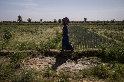 Una mujer camina entre las parcelas del huerto de Kédélé, cerca del río Senegal. La horticultura es una alternativa para la seguridad alimentaria.