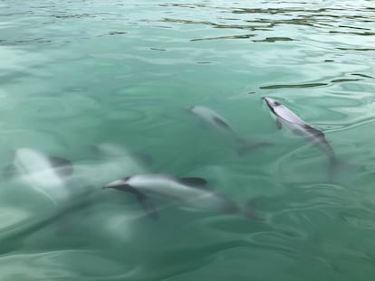 Imagen de un grupo de delfines māui.