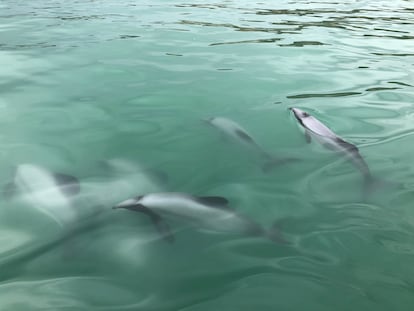 Imagen de un grupo de delfines māui.