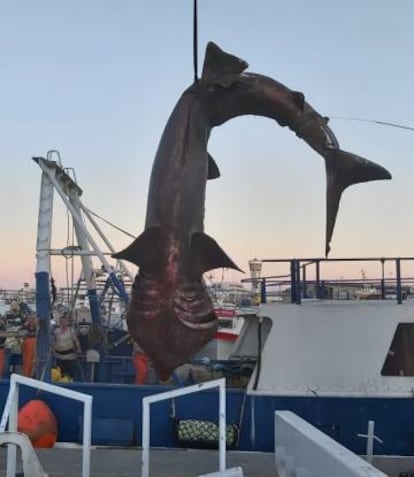 El tiburón captado por los pescadores.