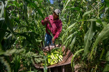 Un agricultor cosecha maíz en una granja en Nuevo México (EE UU), en agosto de 2022.