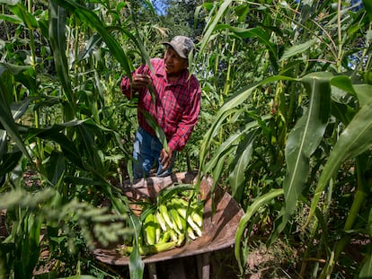 Un agricultor cosecha maíz en una granja en Nuevo México (EE UU), en agosto de 2022.