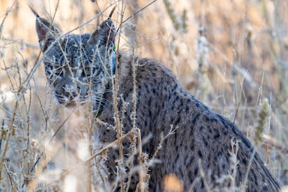 El lince ibérico de nombre Uraclio, que ha sido detectado en el este de la Comunidad de Madrid.
