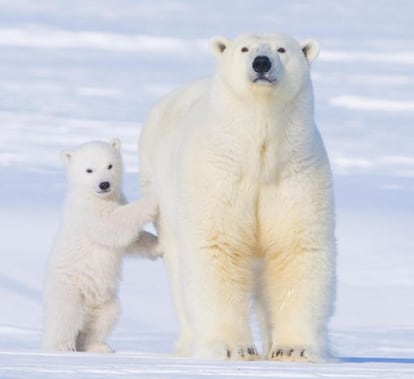 Osos polares en la costa ártica de Alaska.