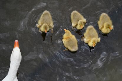 Gansos y pichones nadan en las caudalosas aguas del río Avon, en Stratford-upon-Avon (Inglaterra), este lunes.