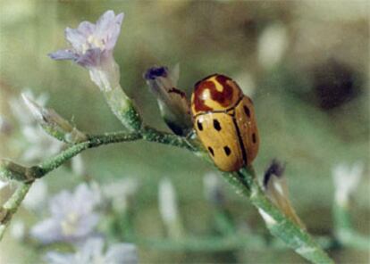 El <i>cryptocephalus bahilloi</i> es un coleóptero de colores llamativos.