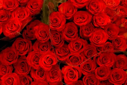 El aeropuerto Schipol de Ámsterdam es el pilar de la distribución de rosas que provienen de Kenia el día de San Valentín. Alemania, Holanda, Francia o Suiza serán los principales destinos bajo el sello Karuturi.