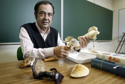 Gabriel Moreno, presidente de la Sociedad Micolgica de Madrid, con algunos ejemplares de setas en la mano.