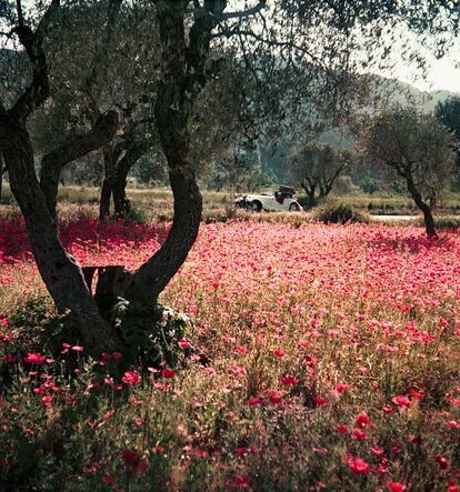 'Florette en Morgan'. Provenza. Mayo, 1954.