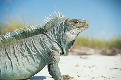 Una iguana en la playa Little Water Cay.