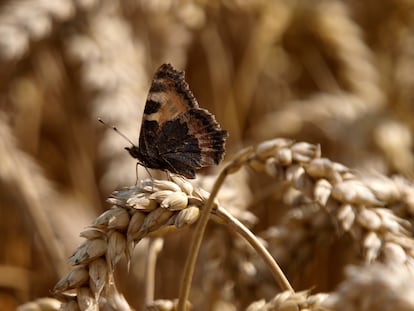 Las mariposas están entre los insectos más perjudicados por la combinación de agricultura y cambio climático.