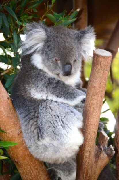 Un koala en un zoo de Sídney, Australia.