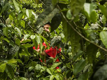 Guayusa, la hoja sagrada de la Amazonía