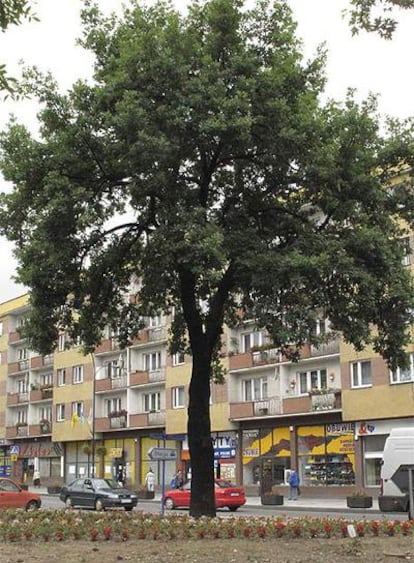 Imagen del roble donado por Hitler, de más de diez metros de altura.