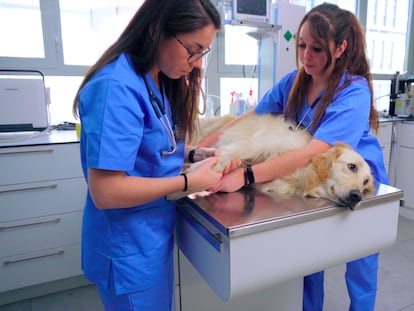 Así se adapta la tecnología médica al cuidado de los animales de compañía