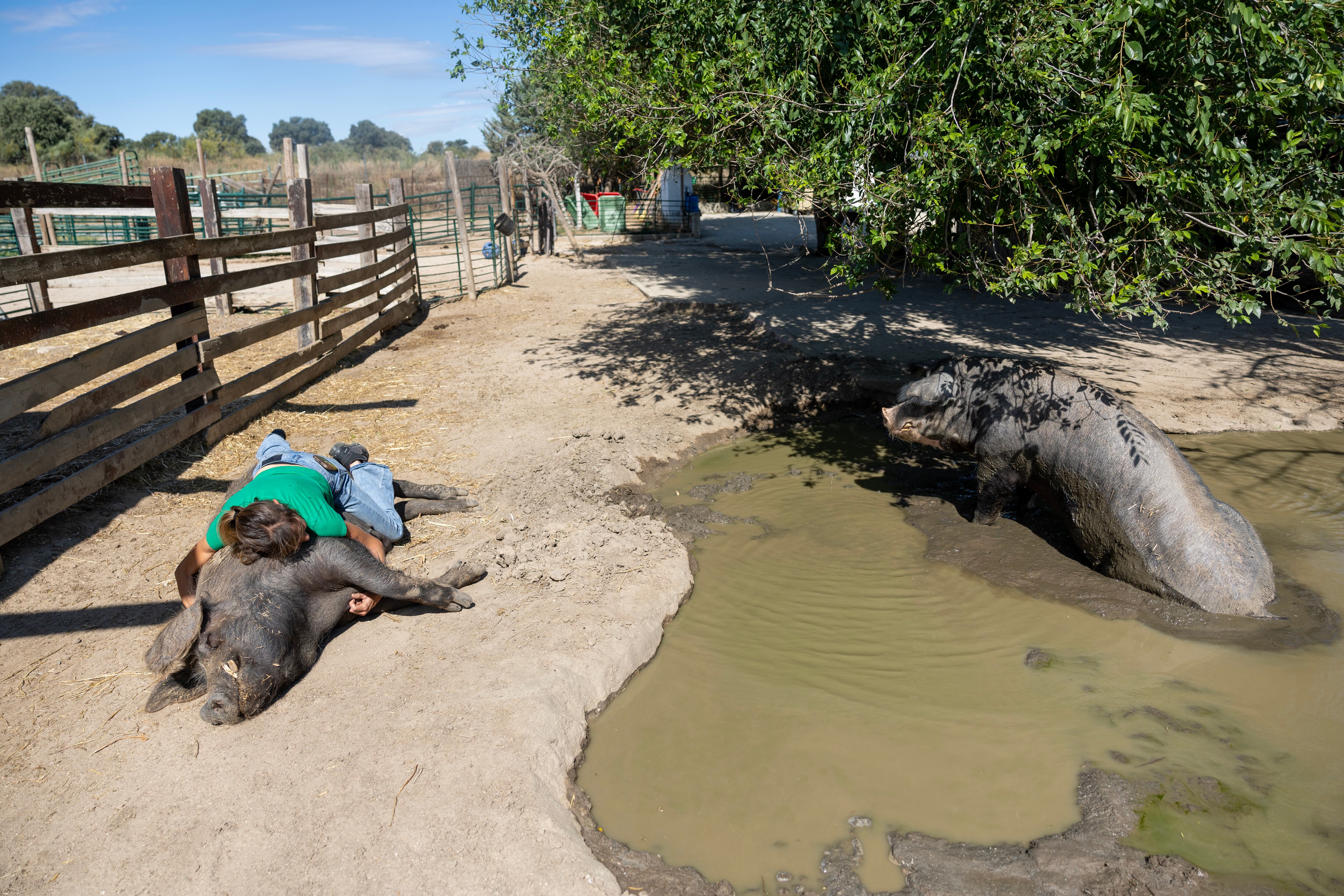 Un santuario para animales de granja maltratados: “Para mí son mis hijos” 