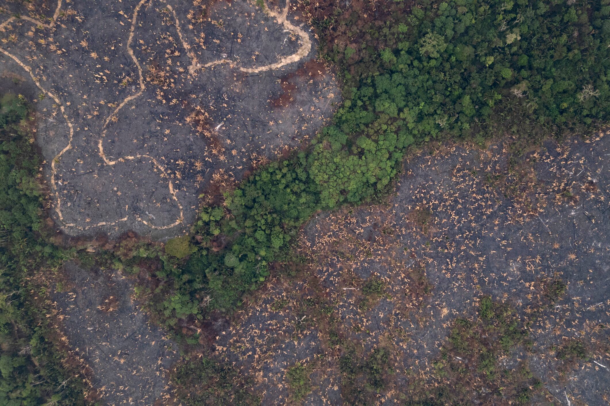 Amazonizar la emergencia climática: lo que las redes de la región le proponen a la Cumbre de Presidentes