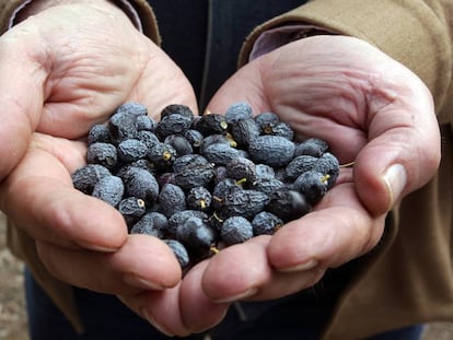 Uvas afectadas por la sequía de 2015 en Jaén.