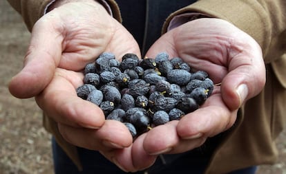 Uvas afectadas por la sequía de 2015 en Jaén.