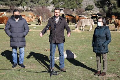 El presidente del PP, Pablo Casado durante su visita a una explotación ganadera extensiva de vacuno en Navas del Marqués, el pasado 14 de enero, en Navas del Marqués, Ávila, Castilla y León.