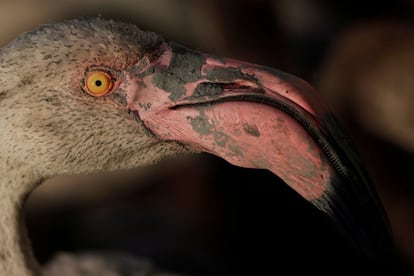 Las anillas de plstico permiten la identificacin a distancia de las aves sin necesidad de capturarlas.