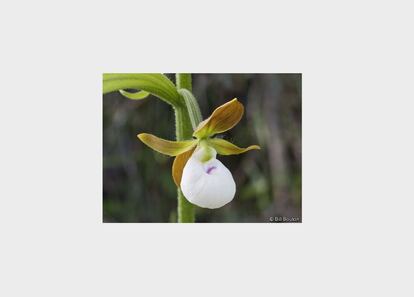 La <i>Cypripedium californicum</i> ha sido evaluada como en peligro. Su área de distribución se limita a California y Oregon. Las múltiples amenazas, urbanización, tala, la explotación forestal, pisoteos accidentales, alteraciones hidrológicas, operaciones mineras y el cambio climático han llevado ya a la desaparición de algunas sus subespecies.