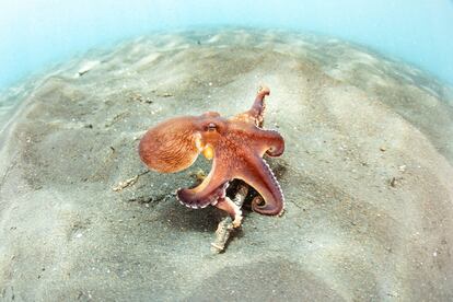 Un pulpo se desplaza por el fondo marino en el estrecho de Lembeh, Indonesia.