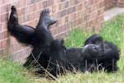 Un chimpancé descansa en el parque zoológico de Londres.