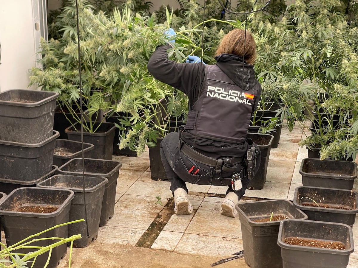 Golpe a la marihuana en Almería: intervenidas dos toneladas y siete armas de fuego en una operación policial con 15 detenidos