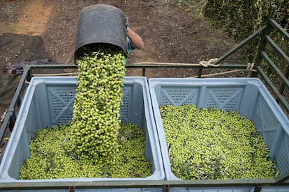 Recogida de aceituna en una finca de Sevilla. Es uno de los productos gravados con nuevos aranceles por EE UU en su disputa comercial con la UE. 