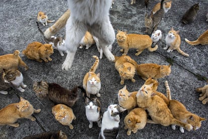 Un gato salta para intentar atrapar la comida que lleva el fotógrafo, Thomas Peter, durante el reportaje.