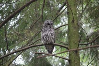 Un búho en Vancouver Island.