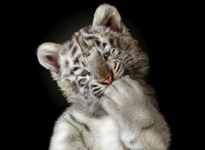 Cachorro de tigre blanco en una pose muy humana.