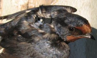 Golondrina con geolocalizador.