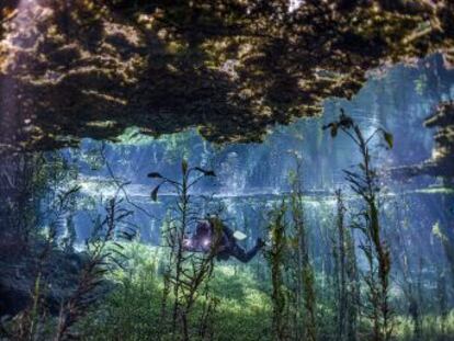 Ríos repletos de peces de colores, la dolina de los guacamayos y una misteriosa laguna en Bonito, un emocionante destino de turismo sostenible al oeste de Brasil