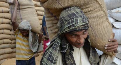 Dos indios acarrean sacos de trigo en un almacén de Amritsar.