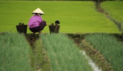 Un campesino trabaja en un campo de arroz cerca de Haiphong.