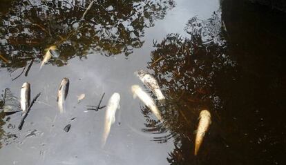 Peces muertos en la comunidad de Cunicnio, en la selva de Perú.