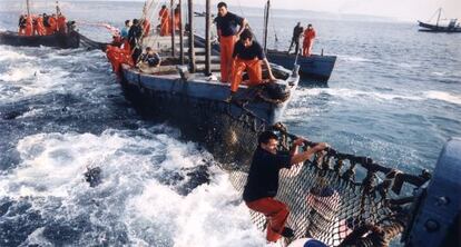 Levantada de atunes en una almadraba en las costas de Barbate.