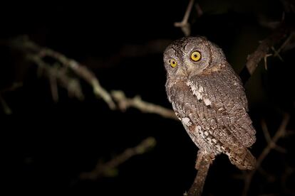 El gamarús (Strix aluco).