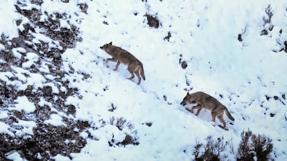 La pareja de lobos alfa de una manada sube por una ladera empinada en la Cordillera Cantábrica. Imagen cedida por Andoni Canela