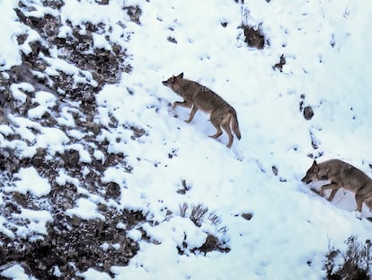 Imagen del libro 'Territorio lobo', de Andoni Canela. Imagen cedida por el autor.
